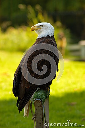 American Bald Eagle Stock Photo