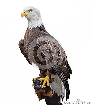 American Bald Eagle Stock Photo