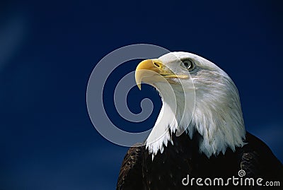 American bald eagle Stock Photo