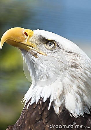 American bald eagle Stock Photo