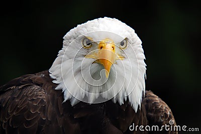 American Bald Eagle Stock Photo