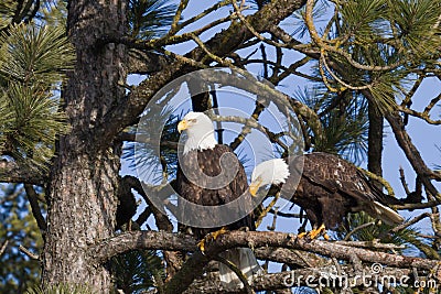 American bald eagle Stock Photo