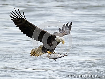 American Bald Eagle with Fish Stock Photo