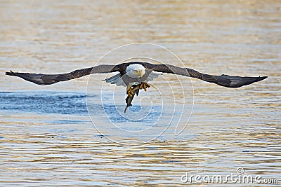 American Bald Eagle with Fish Stock Photo