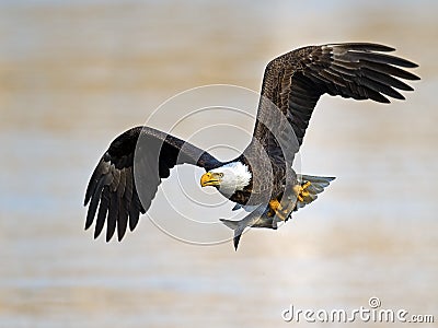 American Bald Eagle with Fish Stock Photo