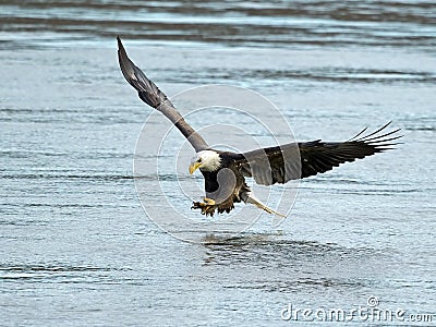 American Bald Eagle Fish Grab Stock Photo