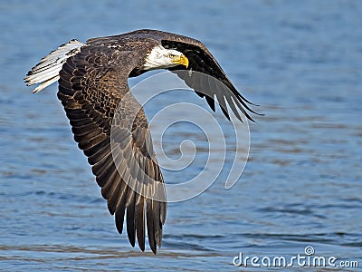 American Bald Eagle in Flight Stock Photo