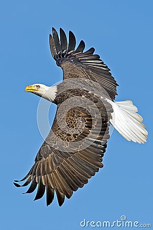 American Bald Eagle Stock Photo