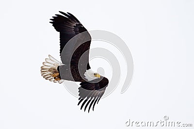 American Bald Eagle flying Stock Photo