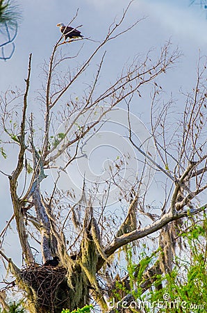 An American Bald Eagle Guarding His Eaglet Stock Photo