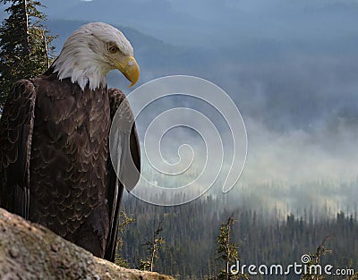 American Bald Eagle home destruction Stock Photo