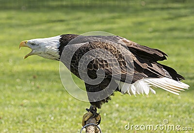 American Bald Eagle Stock Photo