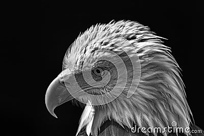 American bald eagle. Powerful high-contrast USA national bird mo Stock Photo