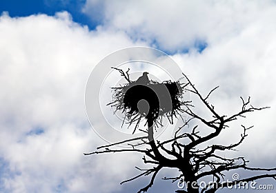 American Bald Eagle Protects Its Nest Stock Photo