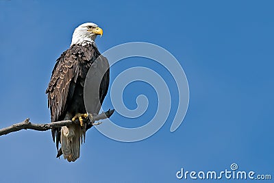 American Bald Eagle Stock Photo