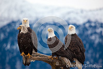 American Bald Eagles Stock Photo