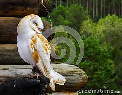 American Barn Owl perched on falconer's hand Stock Photo