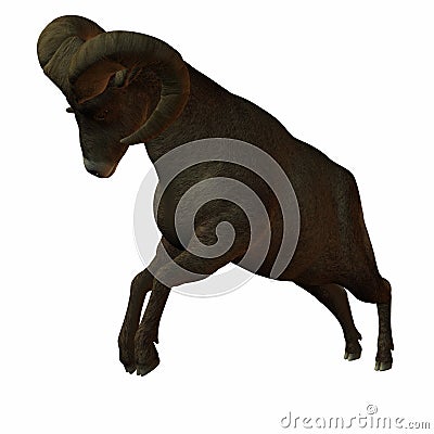 American Bighorn Sheep Stock Photo