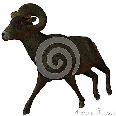 American Bighorn Sheep Stock Photo