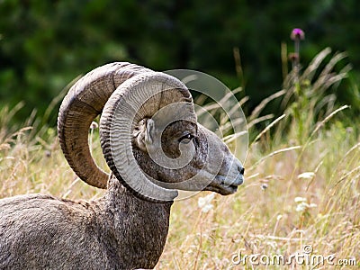 American bighorn sheep on a meadow Stock Photo