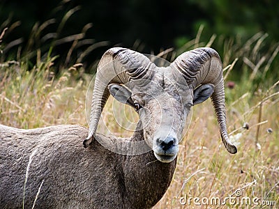 American bighorn sheep on a meadow Stock Photo