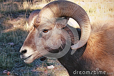 American Bighorn Sheep Ram Stock Photo