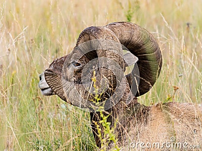 American bighorn sheep sitting in the grass Stock Photo