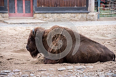 American bison in Bewrlin Zoo - Germany Stock Photo