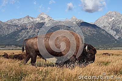 American Bison (Buffalo) Stock Photo