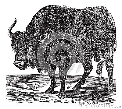 The American bison or American buffalo. Vintage engraving Vector Illustration