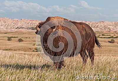 American Bison Bull in Badlands of South Dakota Stock Photo