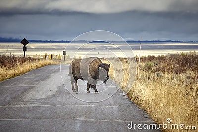 American bison crossing road in Grand Teton National Park, Wyoming, USA. Stock Photo