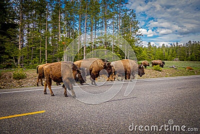 American bison family cross a road in Grand Teton National Park, Wyoming Stock Photo