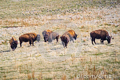 American Bison in the field of Antelope Island State Park, Utah Stock Photo