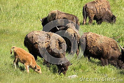 American Bison grazing with calf Stock Photo