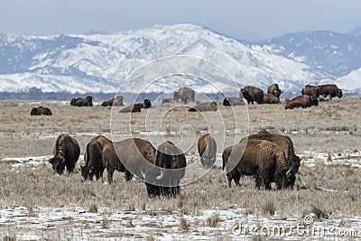 American bison grazing on the prairie in winter Stock Photo
