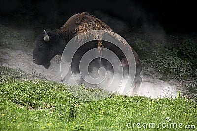 American Bison, bison bison, Having Dust Bath, Yellowstone Park in Wyoming Stock Photo