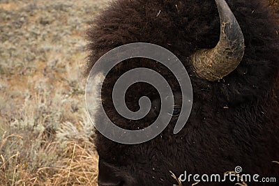 American Bison Head Detail of Eye Yellowstone National Park Stock Photo