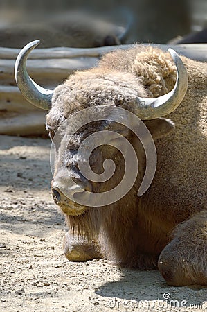 American Bison head. Vertical Stock Photo