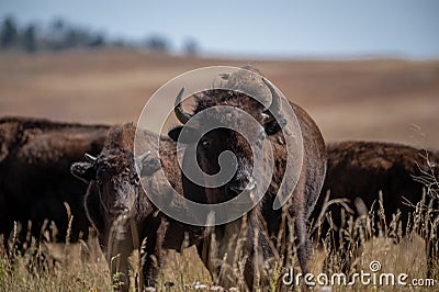 Mother and Calf on the move Stock Photo