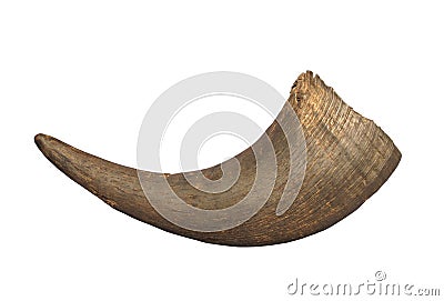 American bison horn isolated Stock Photo