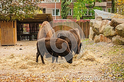 American bison from North America Stock Photo