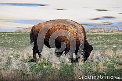 American Bison Photo Stock Photo