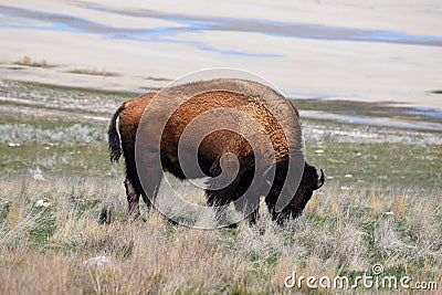 American Bison Photo Stock Photo