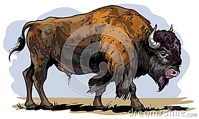 American bison Vector Illustration