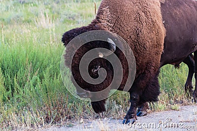 American Bison walking right up close Stock Photo