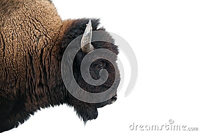 American Bison in Yellowstone National Park Stock Photo