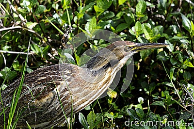 American bittern, botaurus lentiginosus Stock Photo