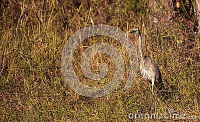 American bittern Botaurus lentiginosus bird Stock Photo