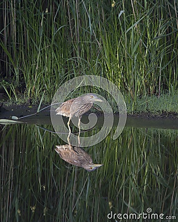 American bittern Botaurus lentiginosus, Bombay Hook National Wildlife Refuge Stock Photo